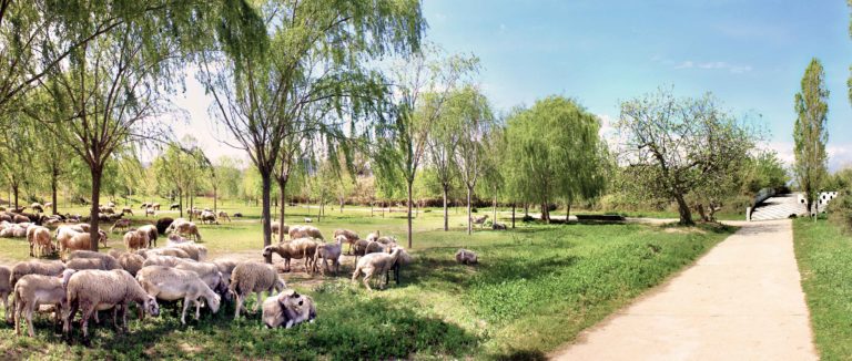 La Setmana de la Natura de Sant Boi celebrarà diverses activitats al parc fluvial del Llobregat de batlleiroig.